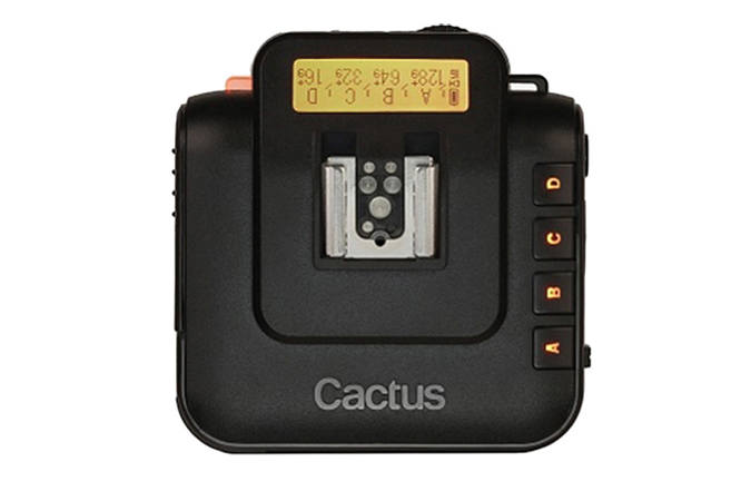 cactus v6.jpg